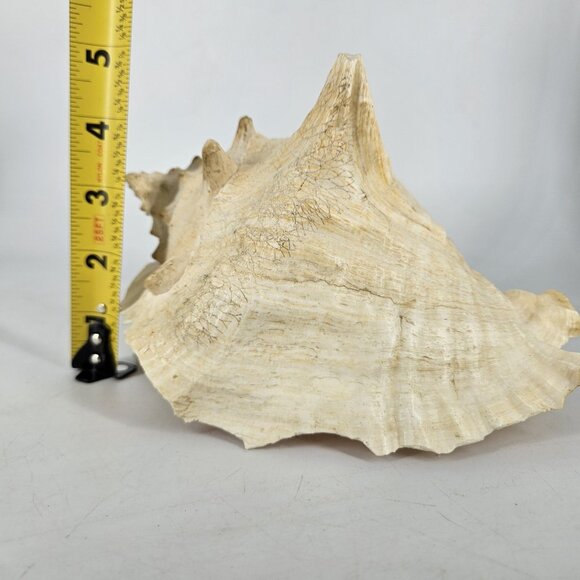 Large Natural Pink Queen Conch Sea Shell Coastal Beach Nautical Decor Tiki 7"x5" - Picture 11 of 13